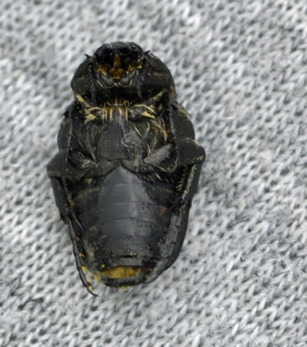 Oxythyrea funesta, Cetoniidae